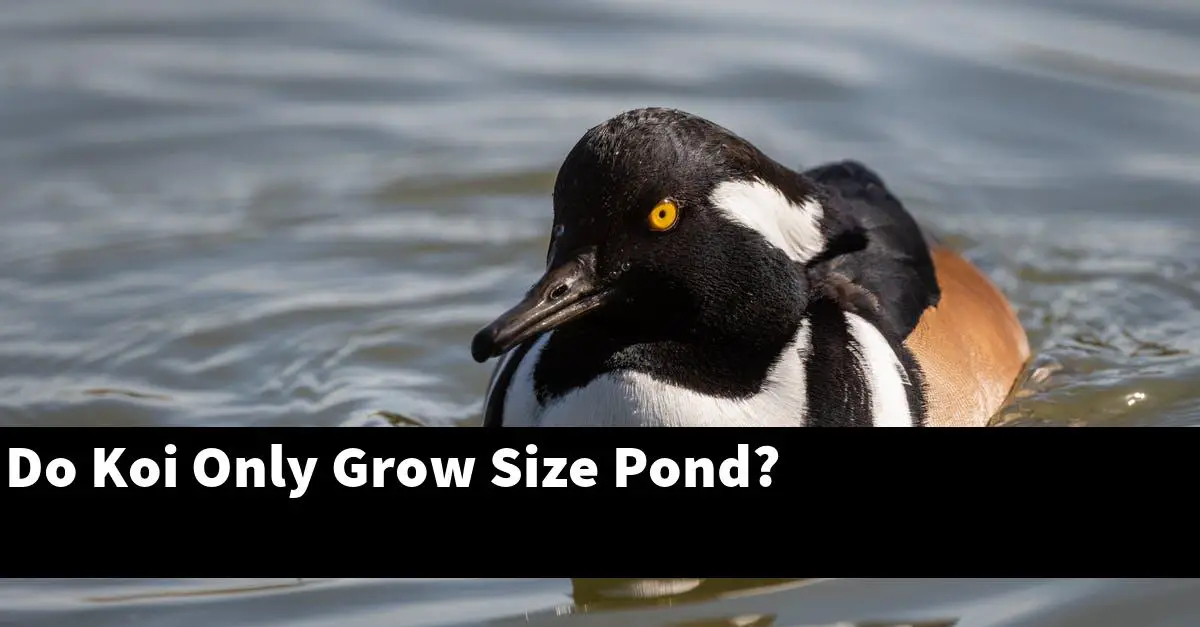 Do Koi Only Grow Size Pond?