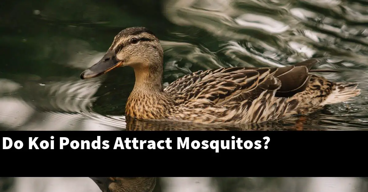 Do Koi Ponds Attract Mosquitos?