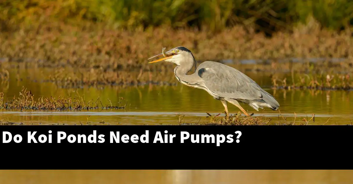 Do Koi Ponds Need Air Pumps?