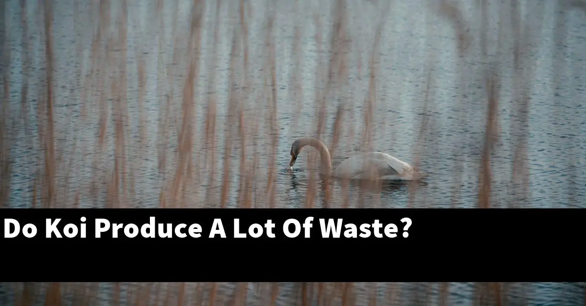 Do Koi Produce A Lot Of Waste?