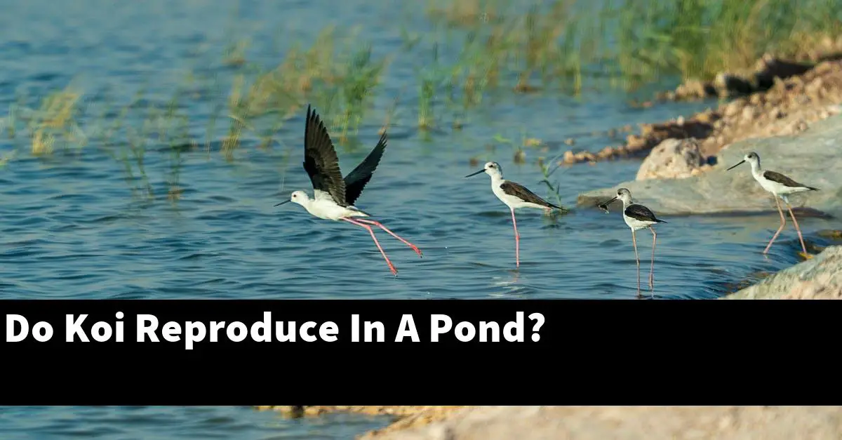 Do Koi Reproduce In A Pond?