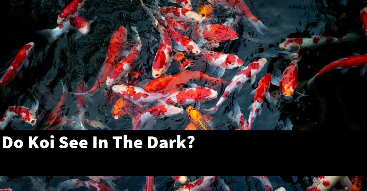 Do Koi See In The Dark?