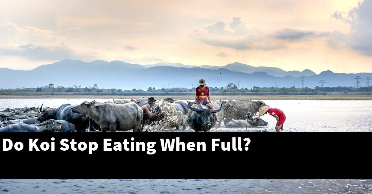 Do Koi Stop Eating When Full?