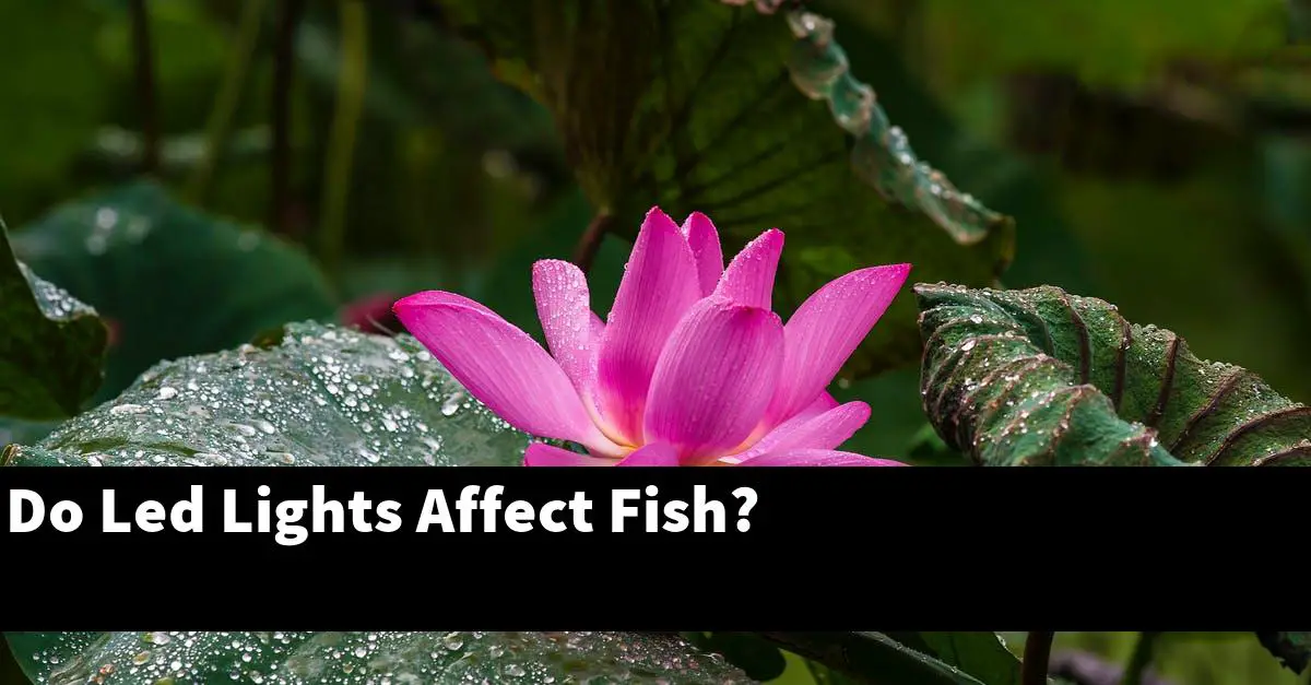 Do Led Lights Affect Fish?