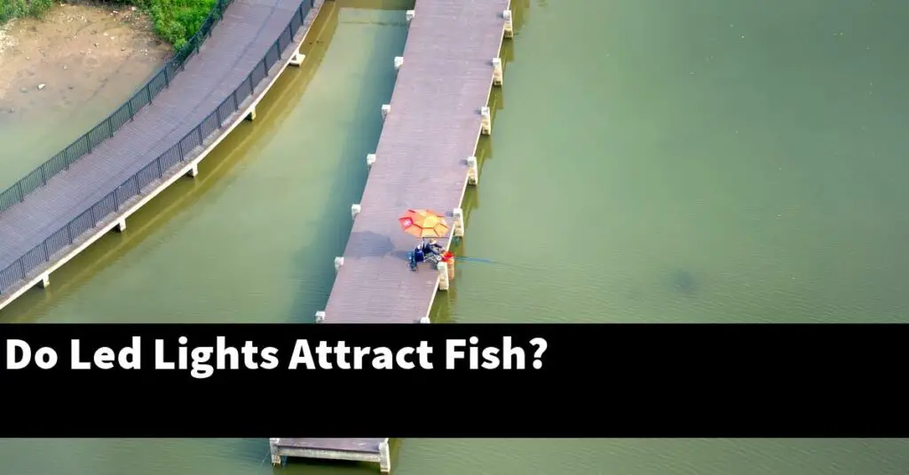 Do Led Lights Attract Fish? [2024 Guide] Gold Koi Fish