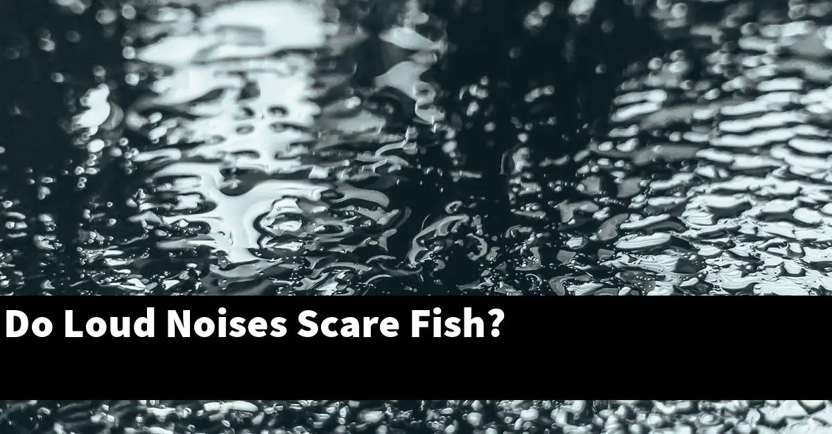 Do Loud Noises Scare Fish?