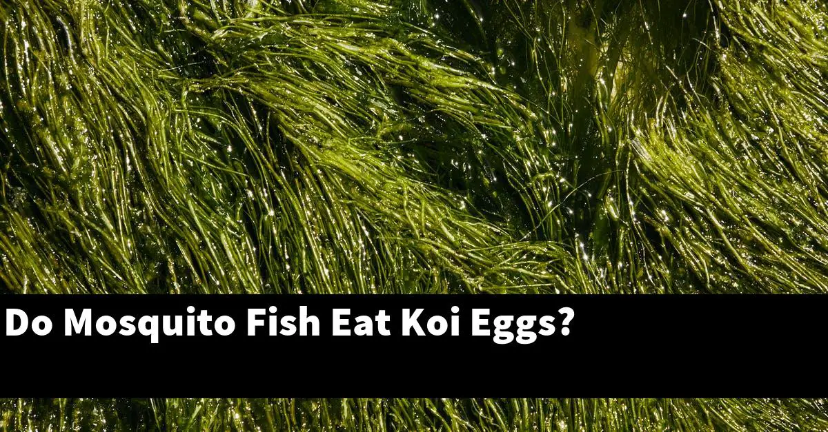 Do Mosquito Fish Eat Koi Eggs?