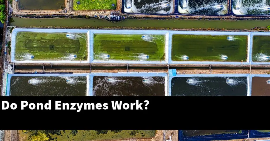 Do Pond Enzymes Work? [2024 Guide] Gold Koi Fish