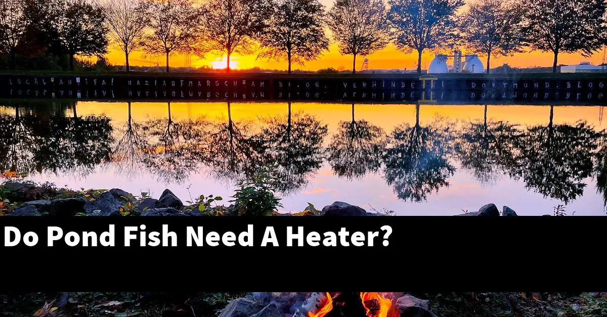 Do Pond Fish Need A Heater?