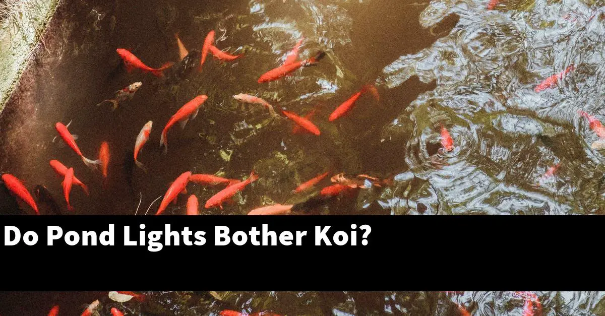 Do Pond Lights Bother Koi?