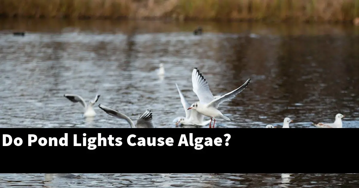 Do Pond Lights Cause Algae?