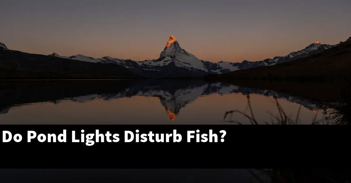 Do Pond Lights Disturb Fish?