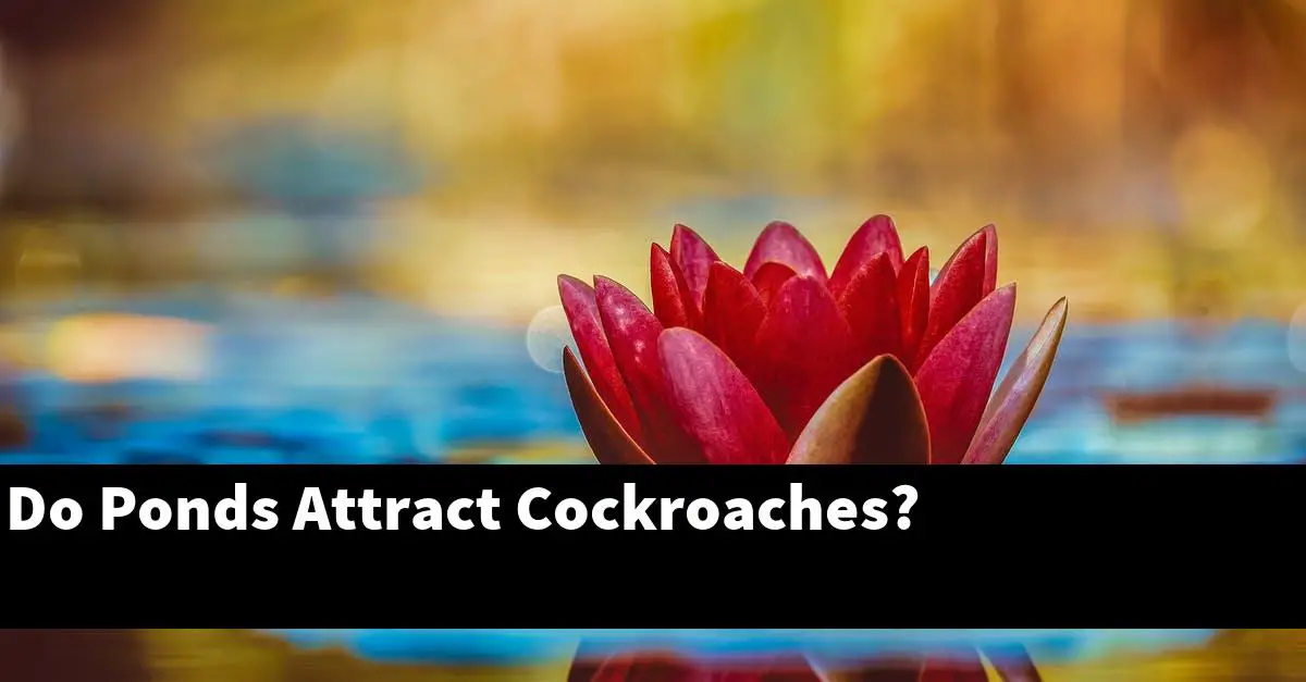 Do Ponds Attract Cockroaches?
