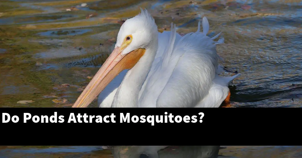 Do Ponds Attract Mosquitoes?