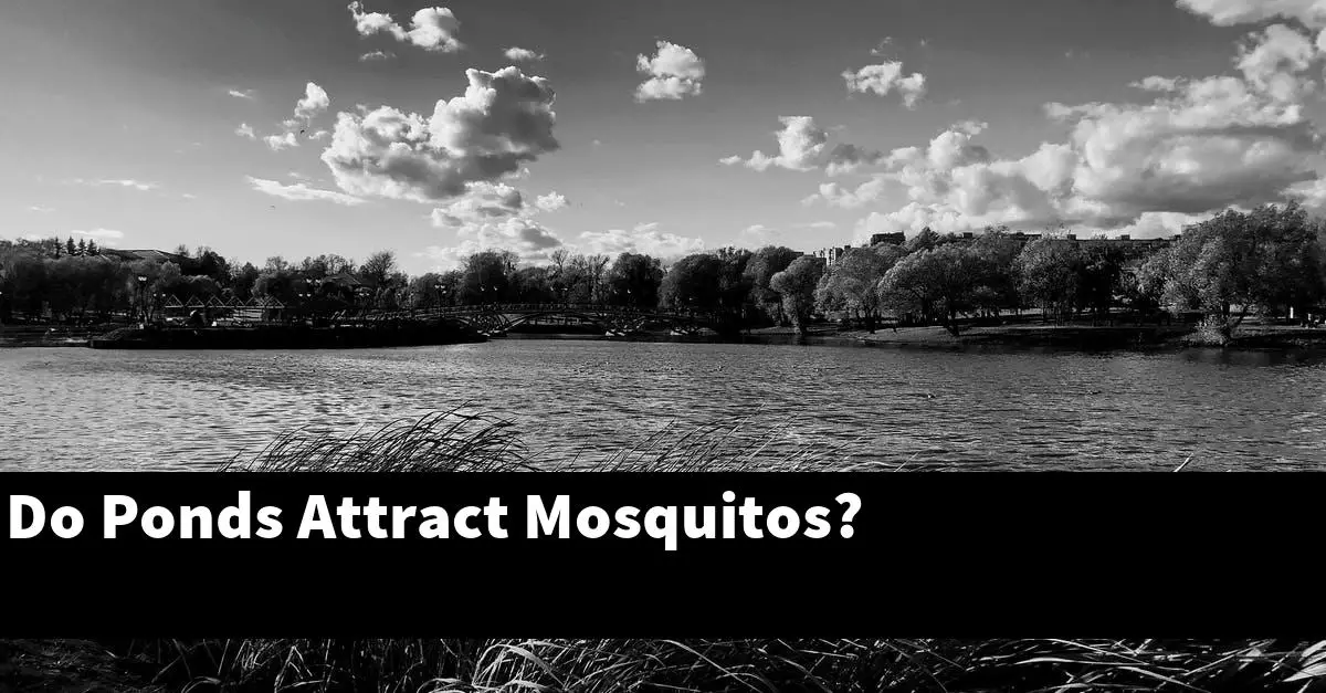 Do Ponds Attract Mosquitos?