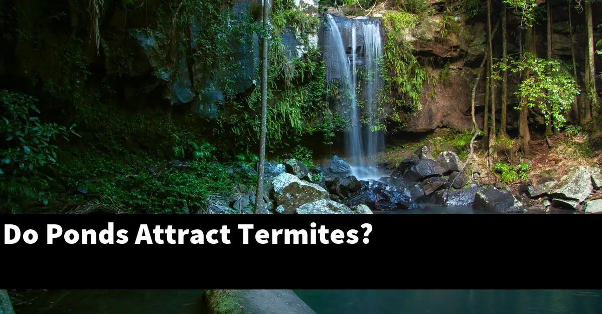 Do Ponds Attract Termites?