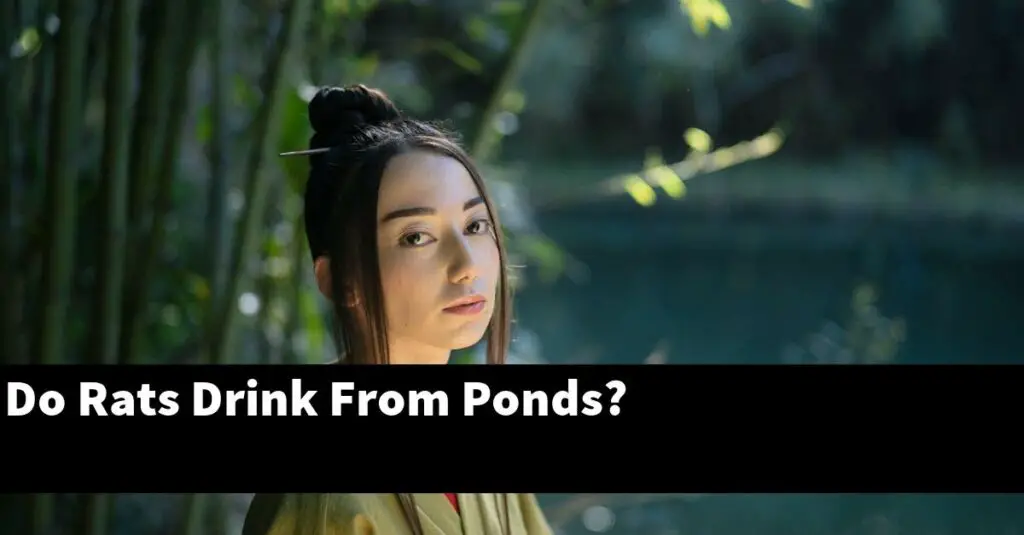 Do Rats Drink From Ponds? [2024 Guide] Gold Koi Fish
