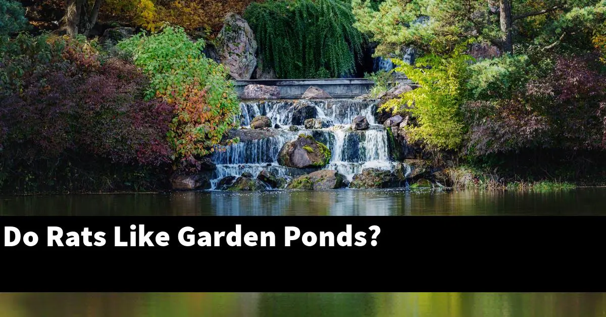 Do Rats Like Garden Ponds?