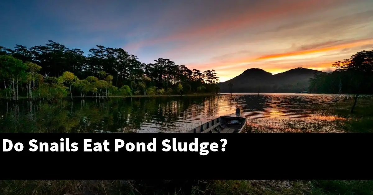 Do Snails Eat Pond Sludge?
