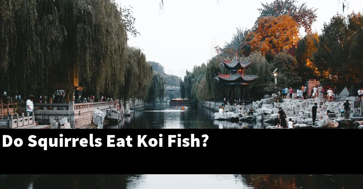 Do Squirrels Eat Koi Fish?
