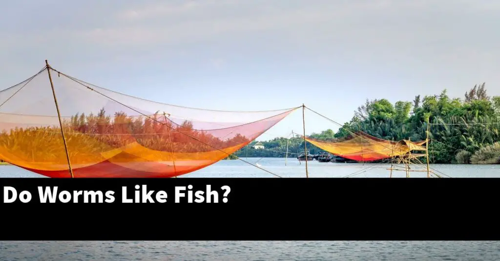 Do Worms Like Fish? [2024 Guide] Gold Koi Fish