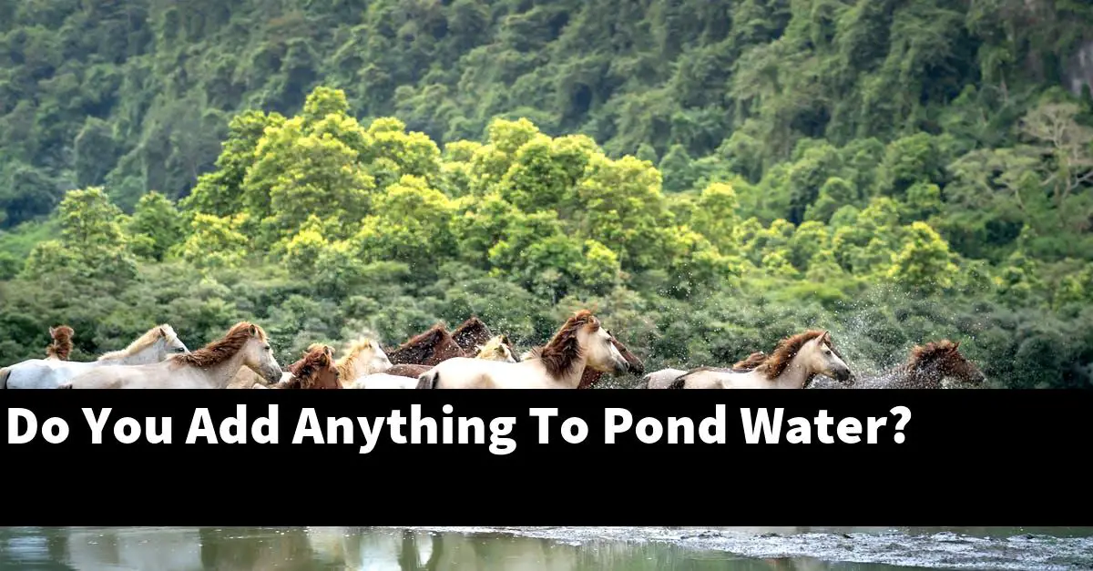 Do You Add Anything To Pond Water?