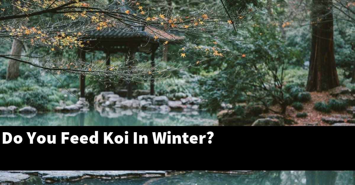 Do You Feed Koi In Winter?