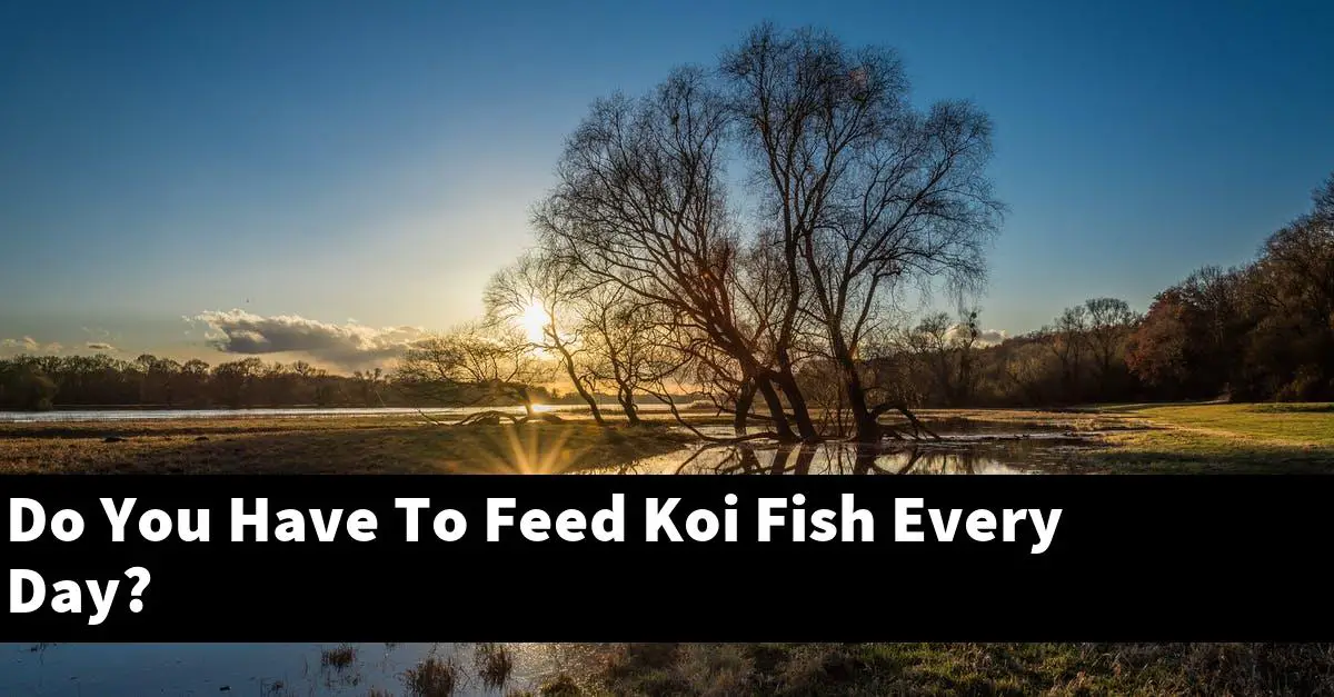 Do You Have To Feed Koi Fish Every Day?