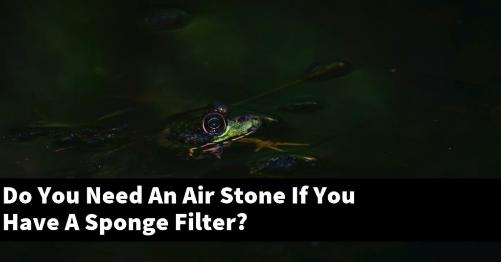 Do You Need An Air Stone If You Have A Sponge Filter? [2024 Guide