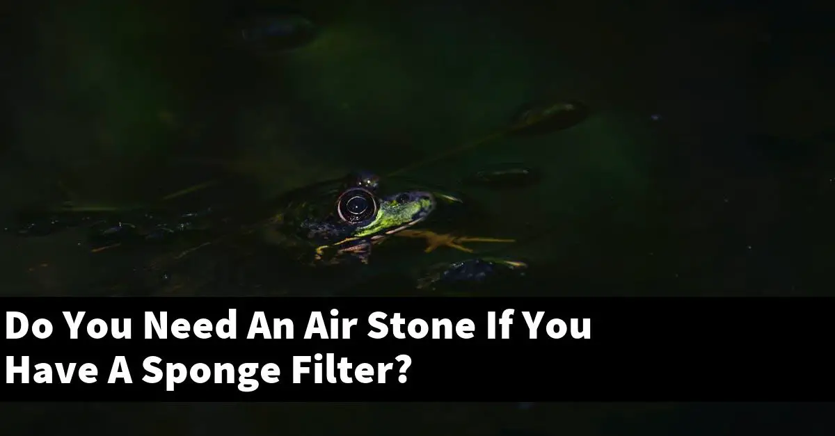 Do You Need An Air Stone If You Have A Sponge Filter?