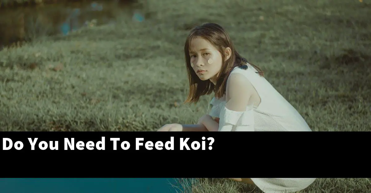 Do You Need To Feed Koi?