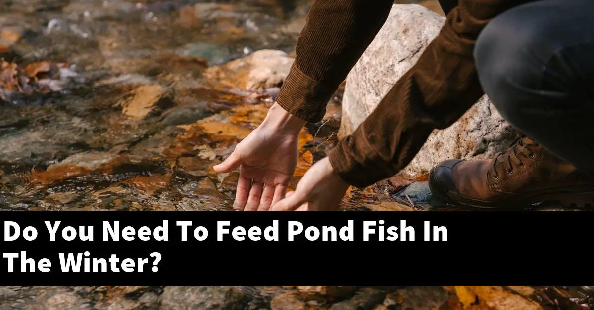 Do You Need To Feed Pond Fish In The Winter?