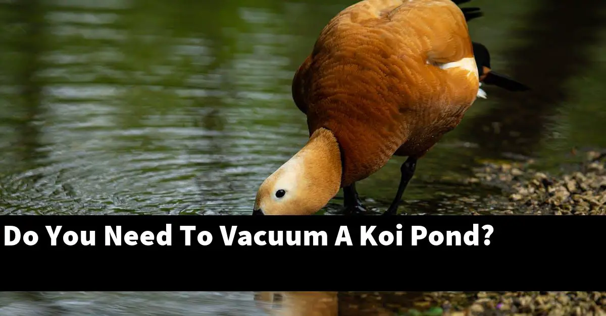Do You Need To Vacuum A Koi Pond?