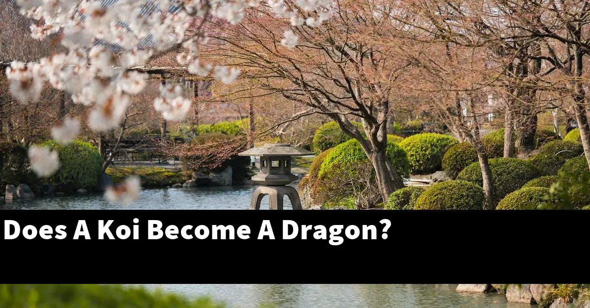 Does A Koi Become A Dragon?