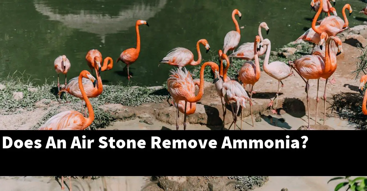 Does An Air Stone Remove Ammonia?
