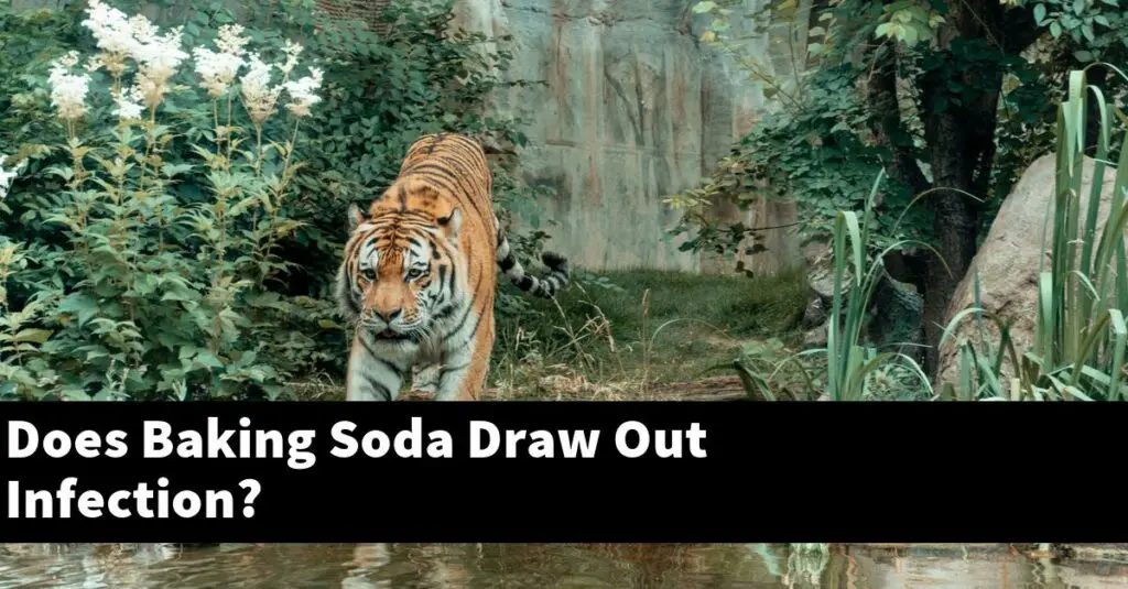 Does Baking Soda Draw Out Infection? [2024 Guide] Gold Koi Fish