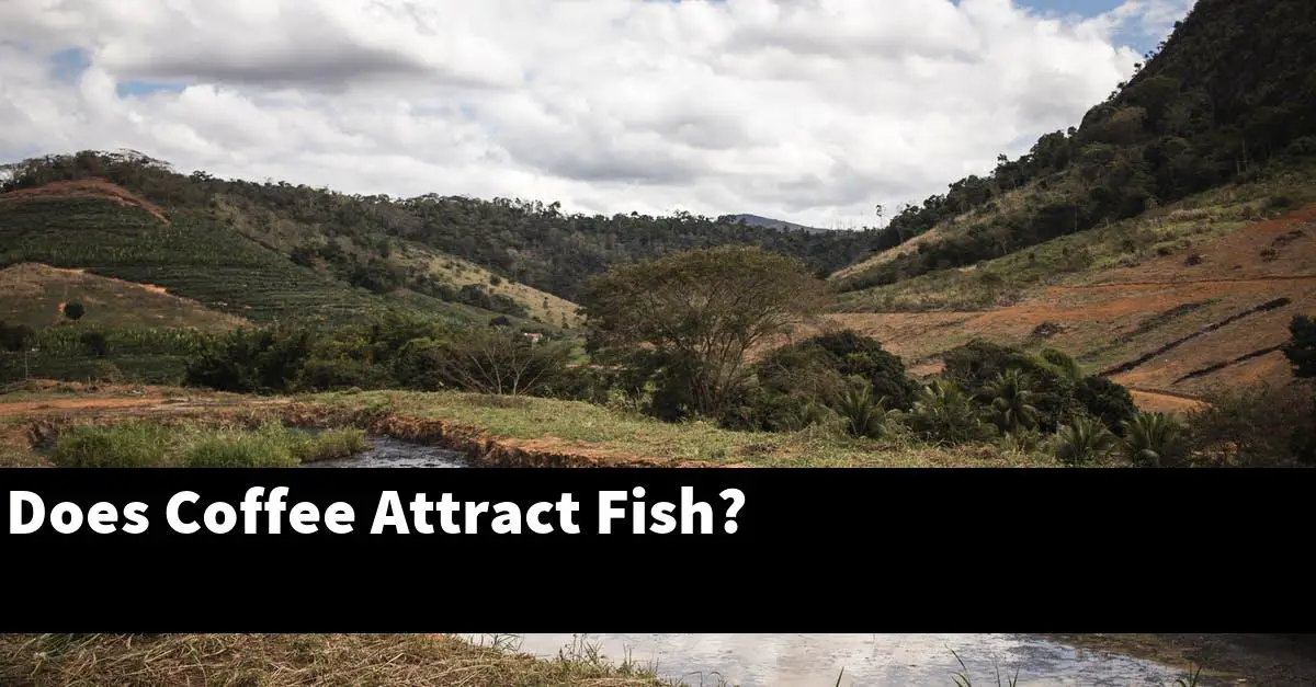 Does Coffee Attract Fish?