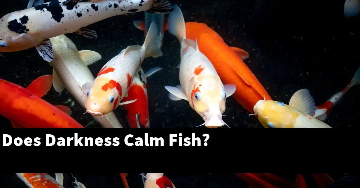 Does Darkness Calm Fish?