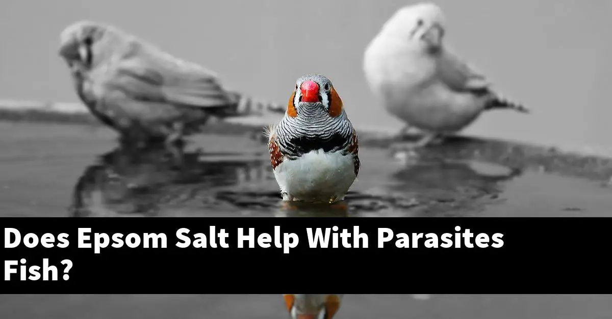 Does Epsom Salt Help With Parasites Fish?