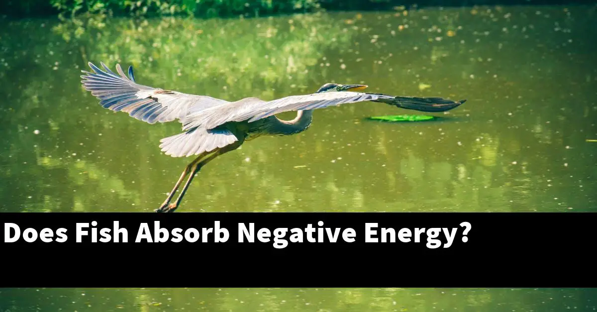 Does Fish Absorb Negative Energy?