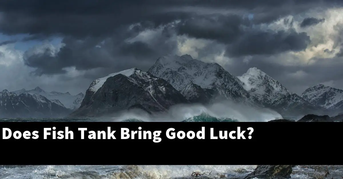 Does Fish Tank Bring Good Luck?