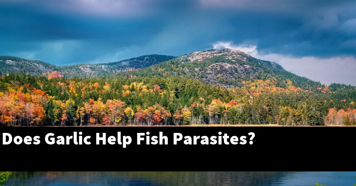 Does Garlic Help Fish Parasites?