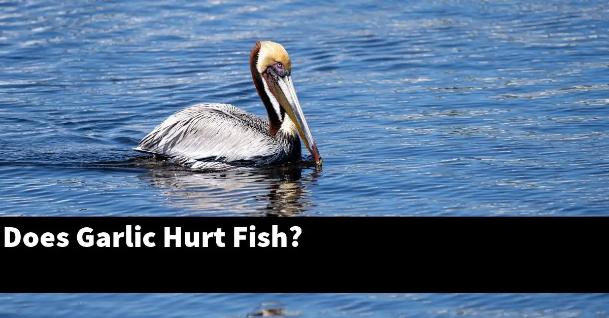 Does Garlic Hurt Fish?