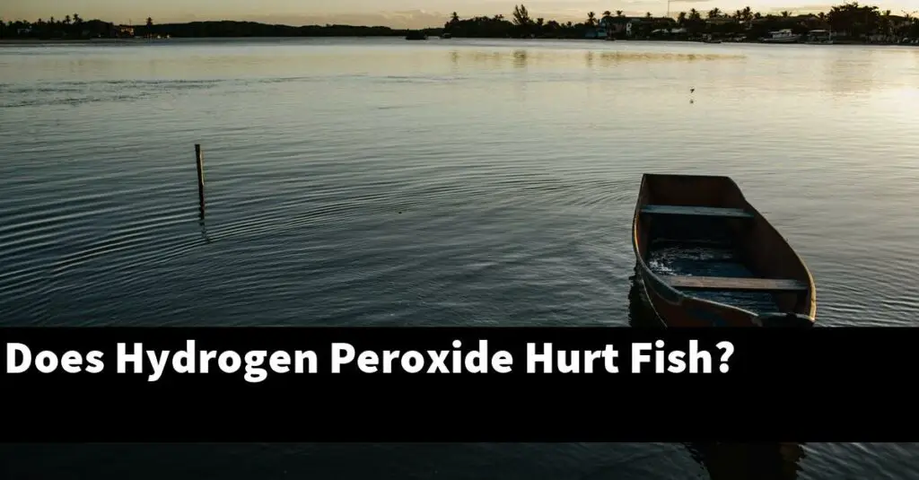 Does Hydrogen Peroxide Hurt Fish? [2024 Guide] Gold Koi Fish