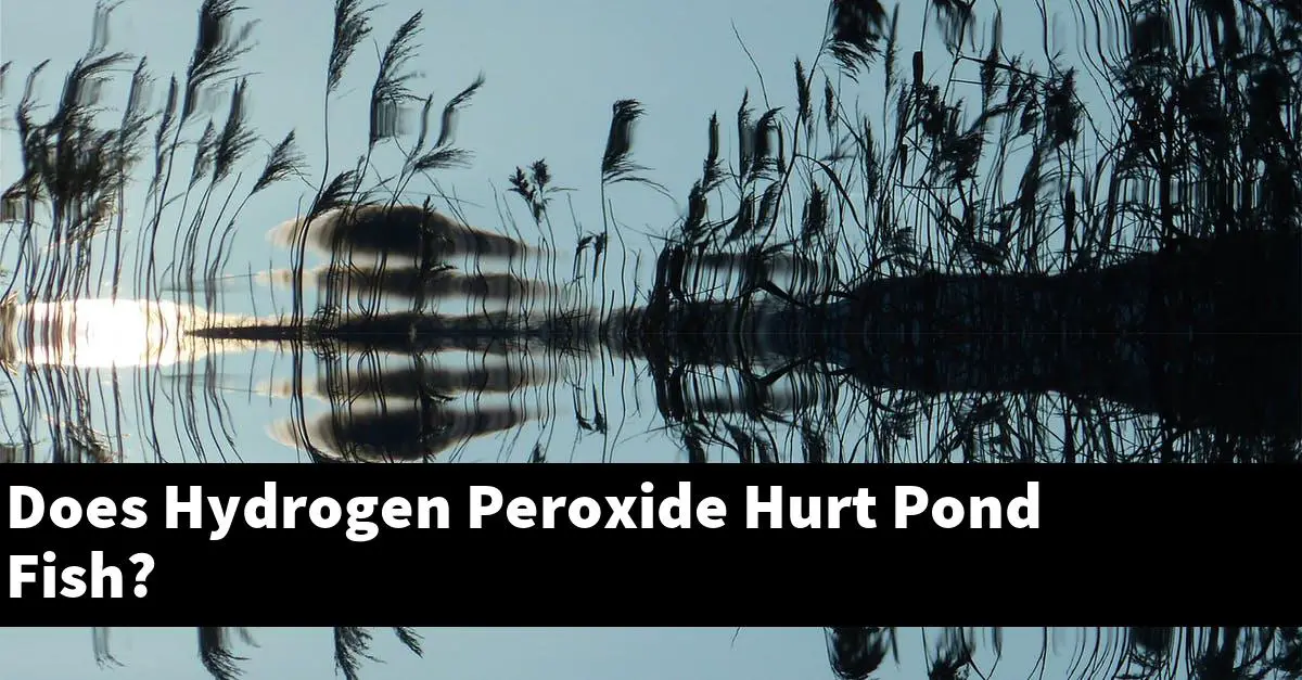 Does Hydrogen Peroxide Hurt Pond Fish?