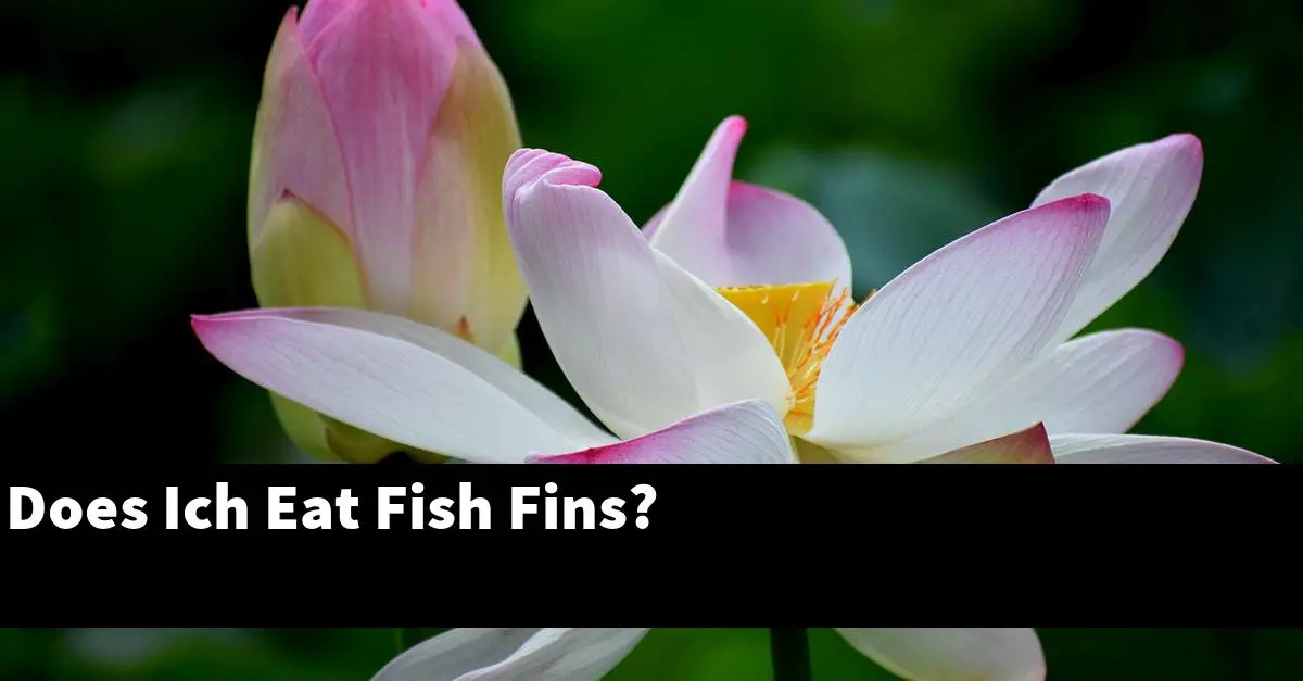 Does Ich Eat Fish Fins?