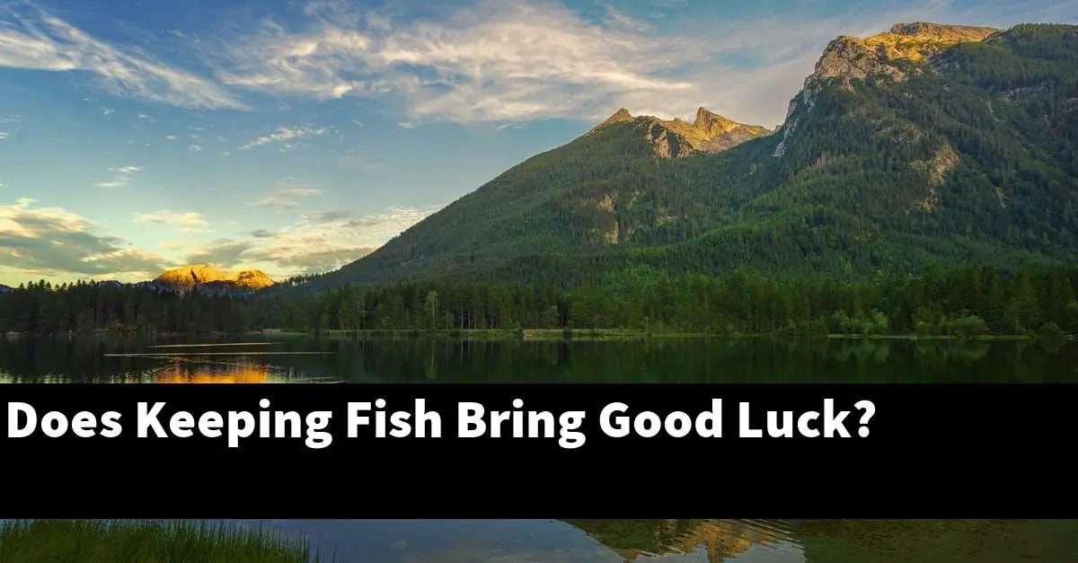 Does Keeping Fish Bring Good Luck?