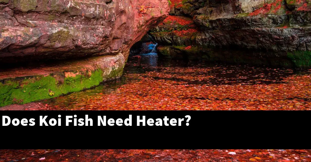 Does Koi Fish Need Heater?