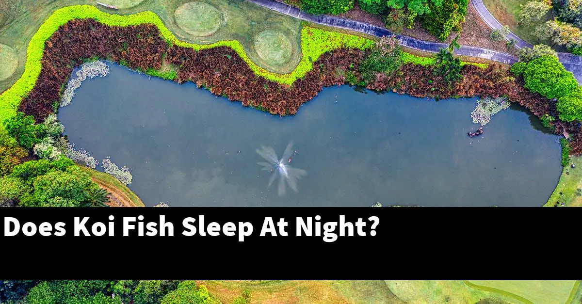 Does Koi Fish Sleep At Night?