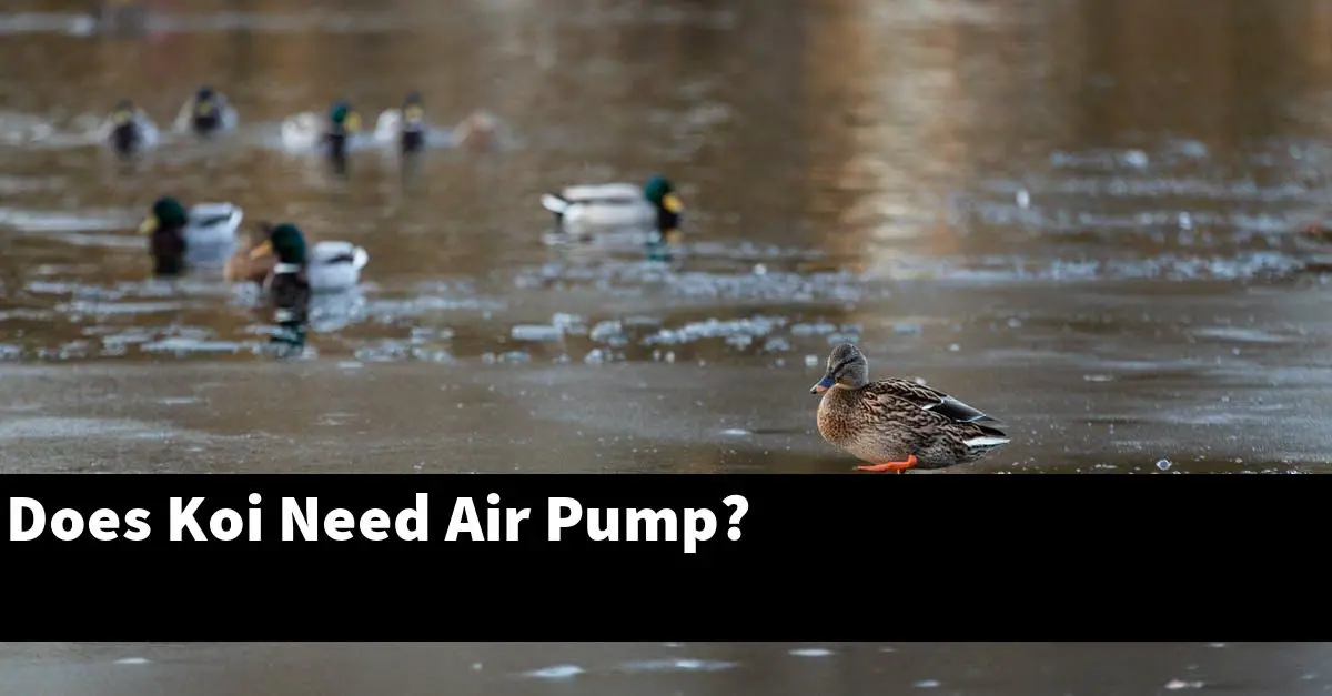Does Koi Need Air Pump?